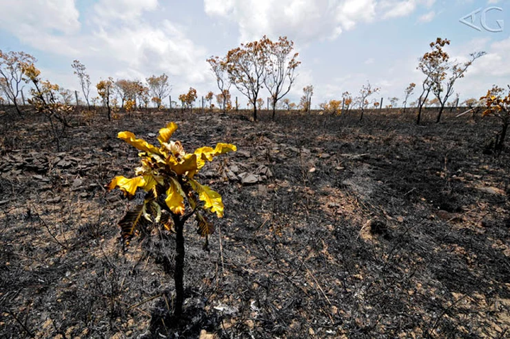 Afinal, o que é degradação ambiental?